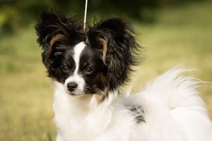 Papillon Pup
